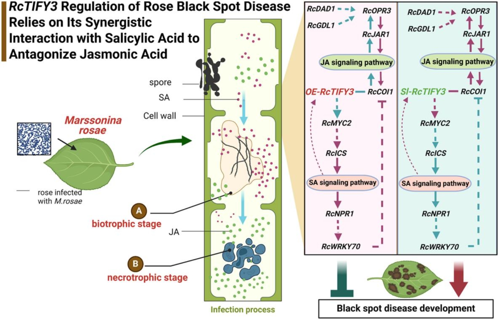betvictor中文